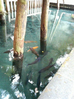 /(^o^)\