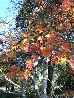 紅葉