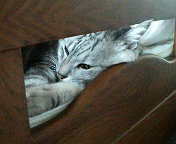 ねこ