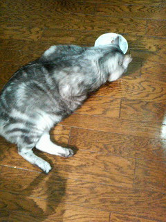 刺身を食うねこ