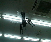 (untitled)