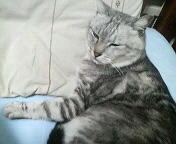 ねこ