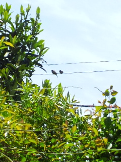 (untitled)