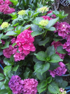 (untitled)