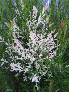 (untitled)
