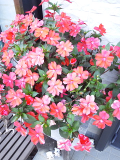 (untitled)