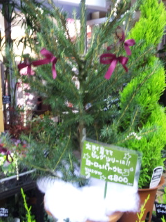 (untitled)