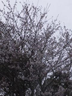 桜