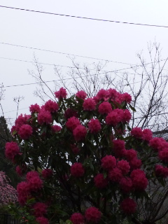 庭の花