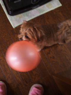 犬と風船