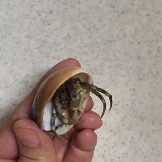 ヤドカリ