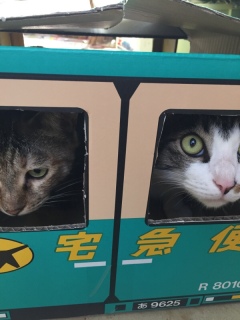 猫