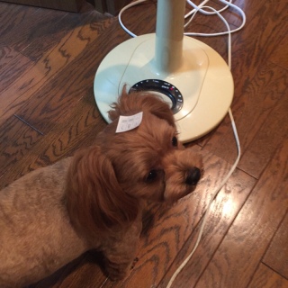 犬