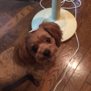 犬