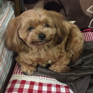 犬