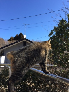 ネッコ