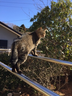 ネッコ