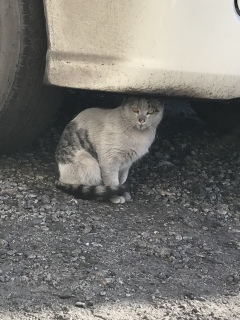 野良ネッコ