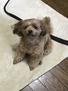 イッヌ