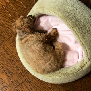 犬
