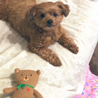 犬