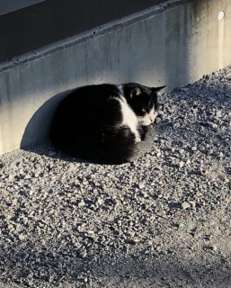�L