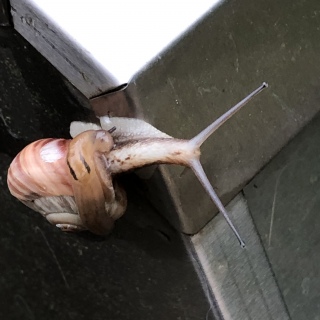 カタツムリ🐌