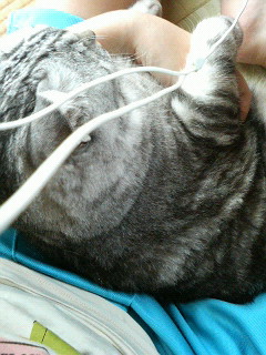 ねこですよ