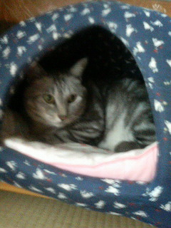 ねこですよ