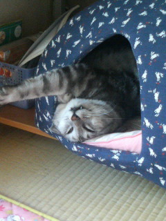ネコ